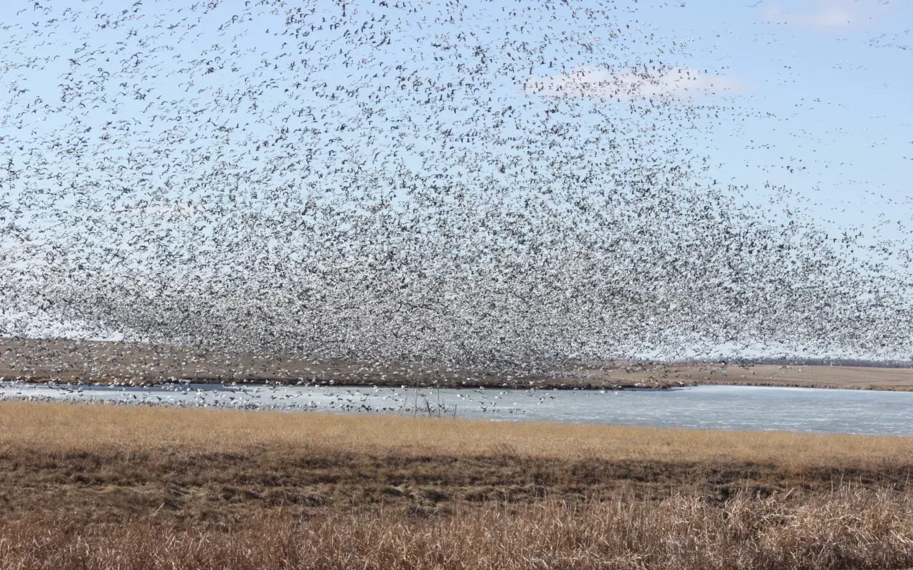 A massive flock of snow geese lifting off a prairie wetland in the Dakotas